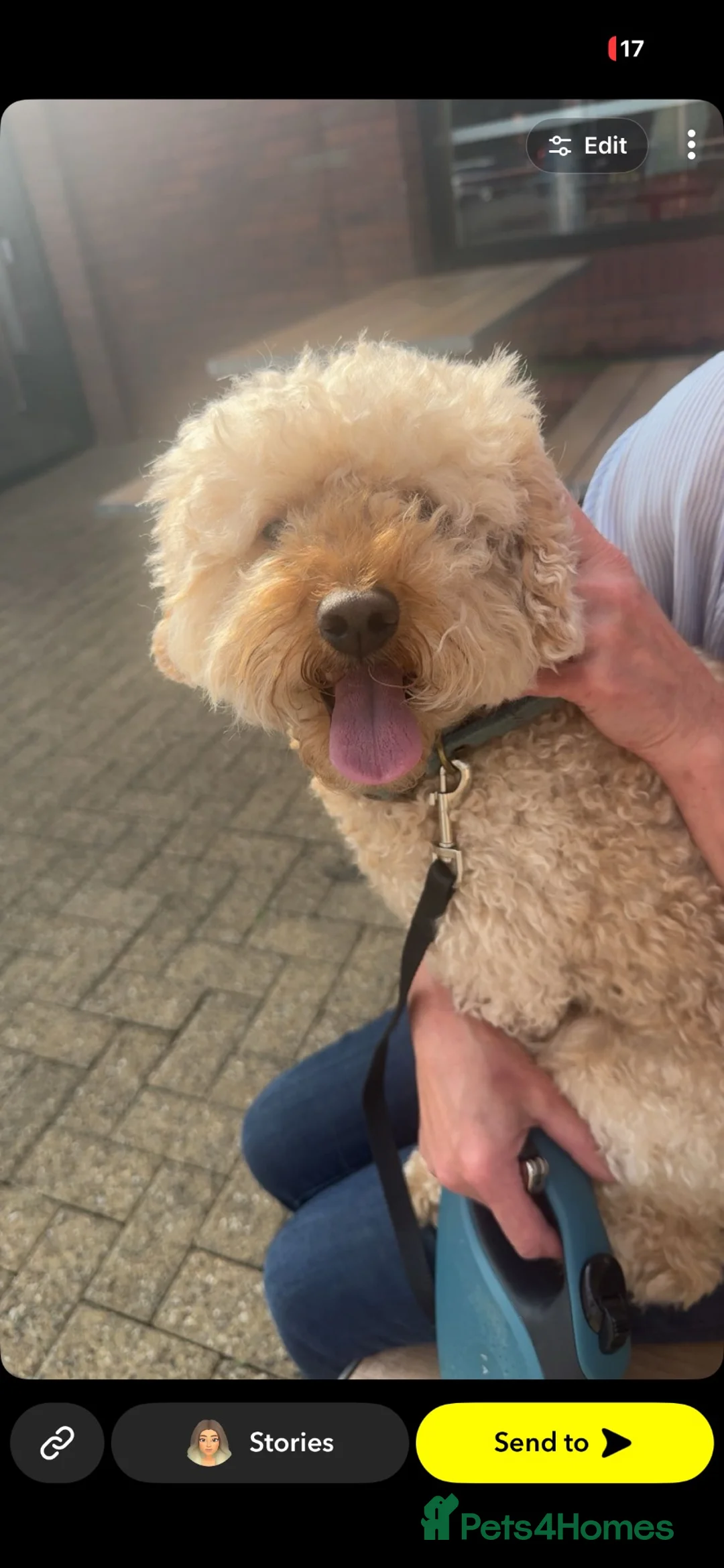 Cockapoo dogs for sale: Ralph in Derby - Advert 4
