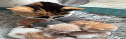 Mixed Breed cats for sale: Kittens - Advert 9