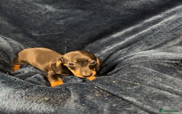 Dachshund dogs for sale: Dachshund Puppies - Image 8