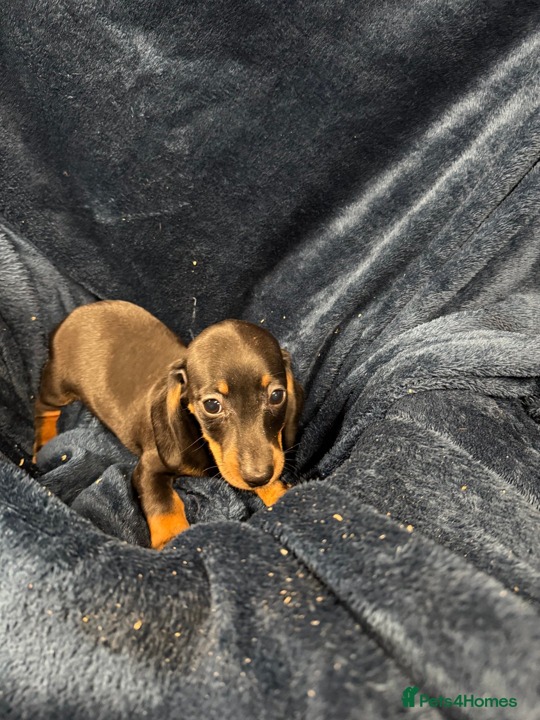 Dachshund dogs for sale: Dachshund Puppies - Image 8