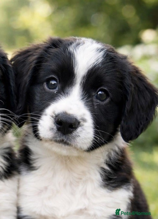 English Springer Spaniel dogs One Beautiful Boy English Springer Spaniel - Advert 2
