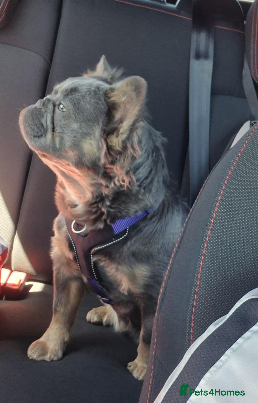 French Bulldog dogs for sale: Fluffy french bulldogs +c2  - Image 7