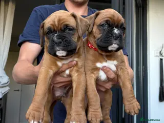 Boxer dogs Beautiful litter of boxee pups - Advert 17