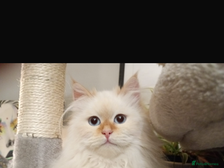 Siberian cats Beautiful ginger pure Siberian male for sale - Advert 11