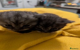 British Shorthair cats for sale:  🐾 BSH Blue,Chocolate& Tabby– Whiskers Kittens 🐾 - Image 16