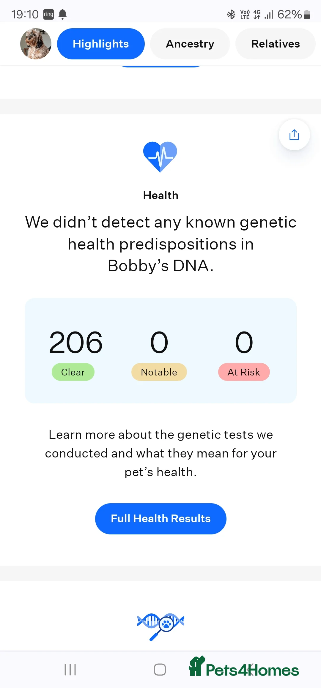 Cockapoo dogs for stud: Extensively DNA tested, experienced Sable Cockapoo in Wrexham - Advert 2