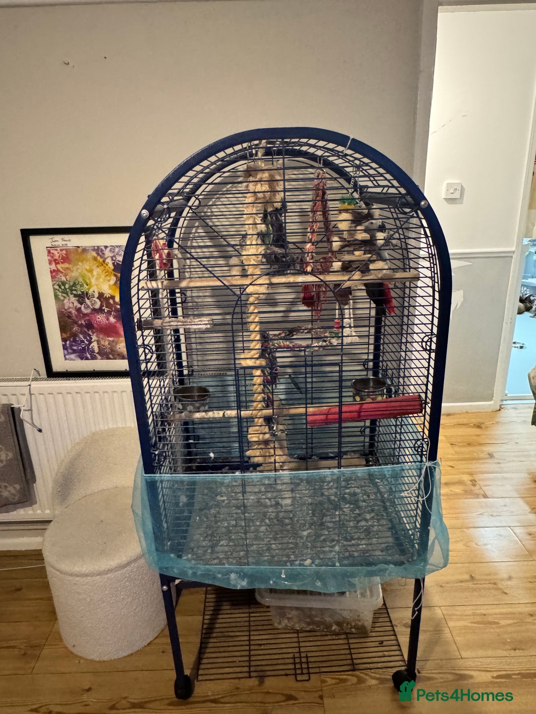 Parrots birds for sale: African Grey Parrot - Advert 5