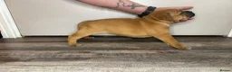 Staffordshire Bull Terrier dogs for sale: 🔥READY! KCREG STAFFY PUPPS–OUTSTANDING QUALITY 🔥 - Advert 25
