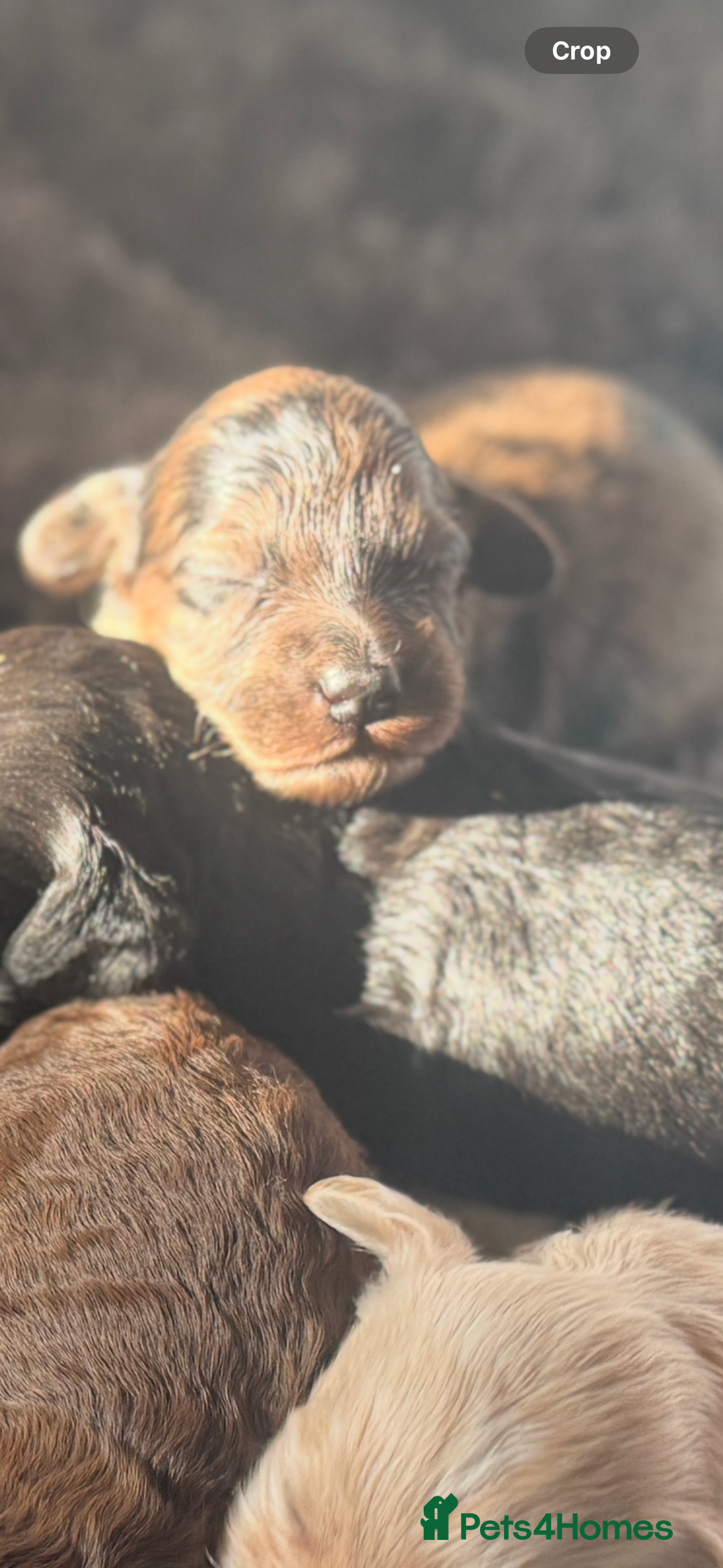 Cockapoo dogs for sale: Rare stunning American miniature teddy cockapoos  - Image 12
