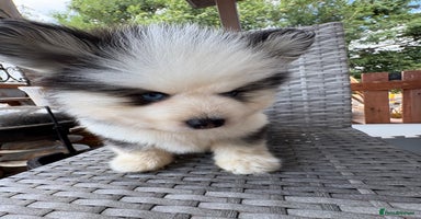 Pomsky dogs - Advert 14