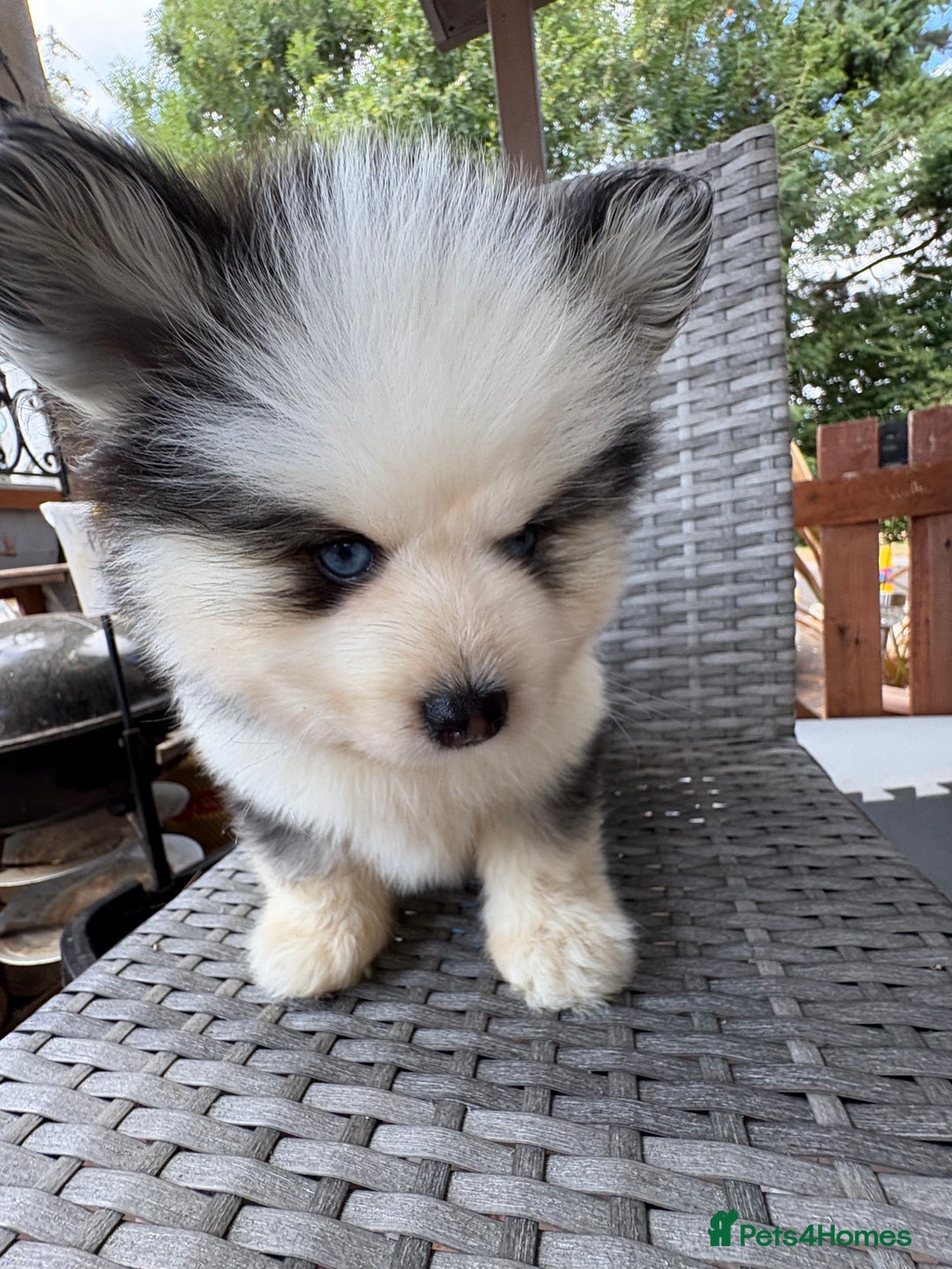 Pomsky dogs for sale: Champion bloodline f4 pomskys - Image 6
