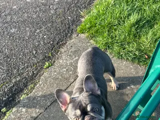 French Bulldog dogs French Queen - Advert 3