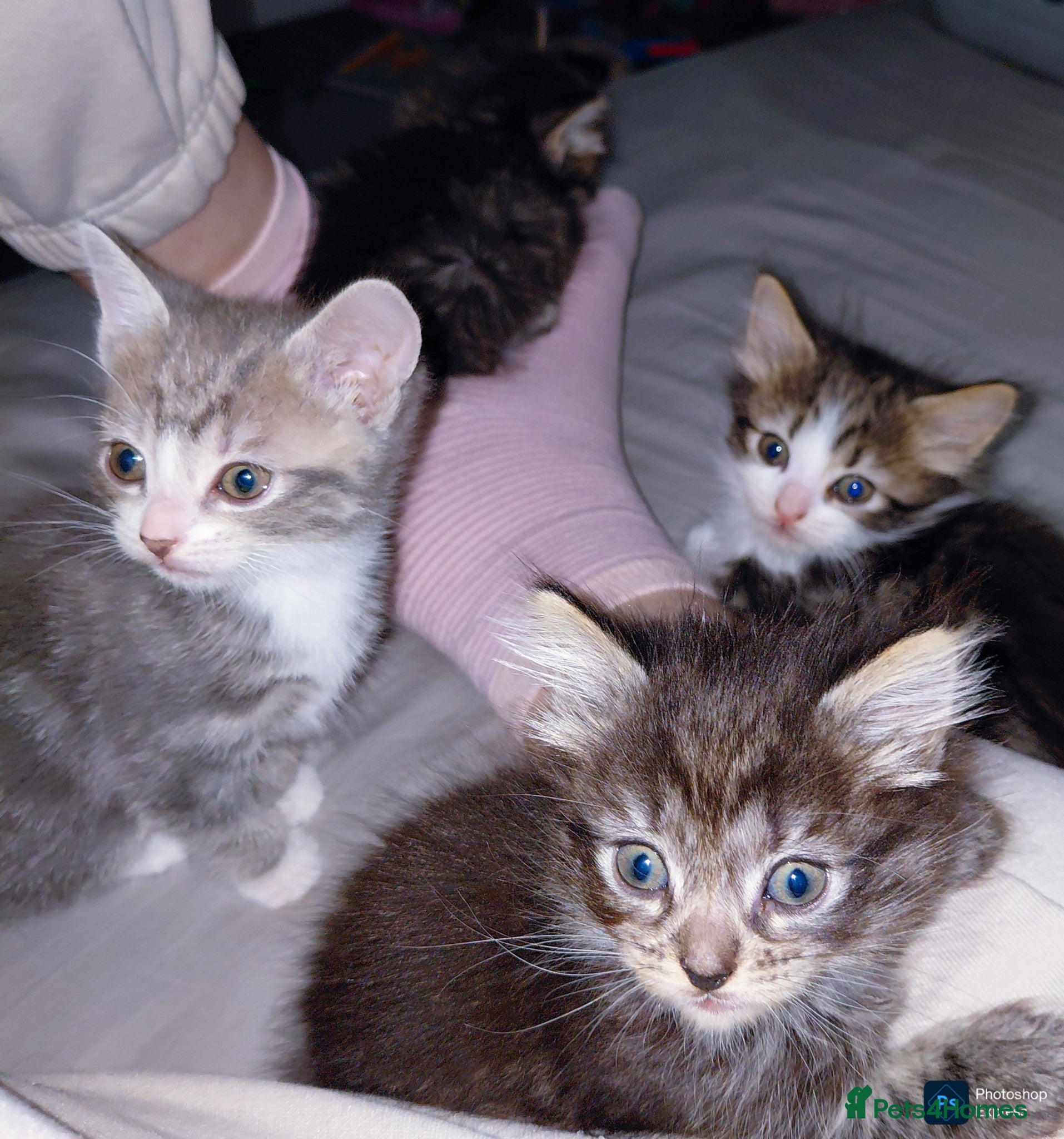 Mixed Breed cats mixed munchkins  - Advert 11