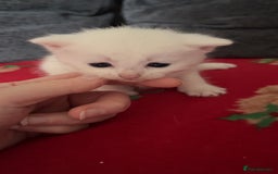 Mixed Breed cats for sale: 4 beautiful little girls looking for homes  - Advert 4