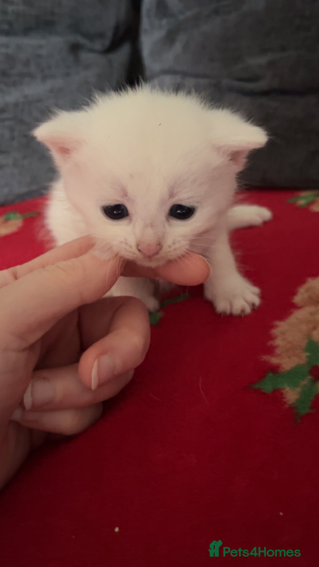 Mixed Breed cats for sale: 4 beautiful little girls looking for homes  - Advert 4