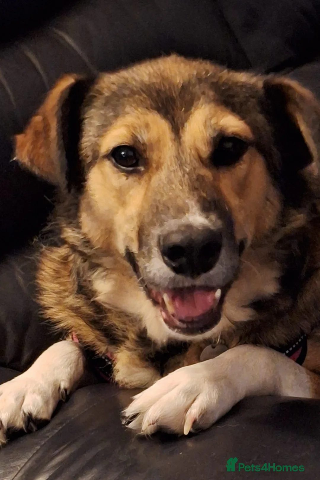 Mixed Breed dogs for adoption: Zoe - A Beautiful Girl - Advert 4