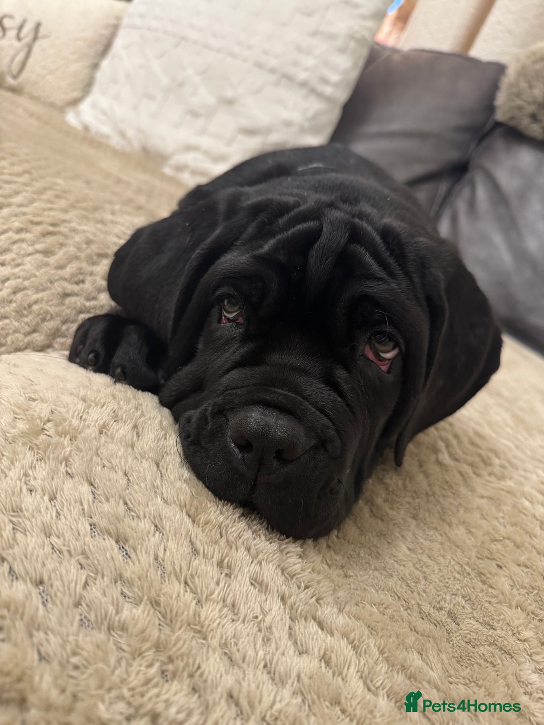 Neapolitan Mastiff dogs for sale: 2 black female Neapolitan mastiff puppies  - Advert 6