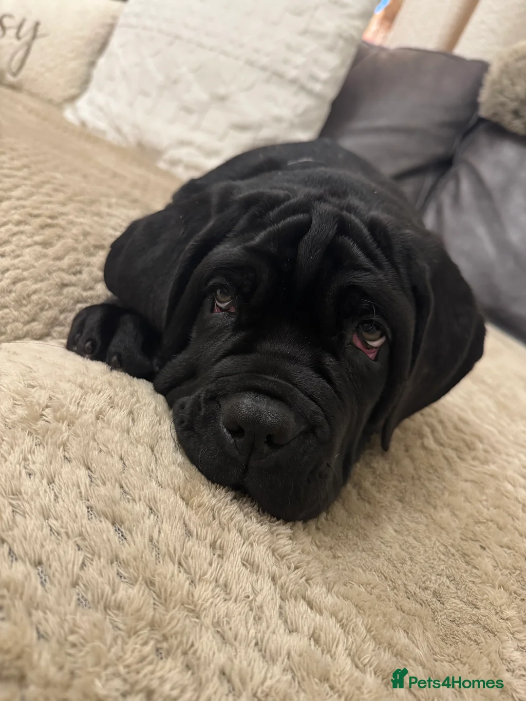 Neapolitan Mastiff dogs for sale: 2 black female Neapolitan mastiff puppies  - Advert 6