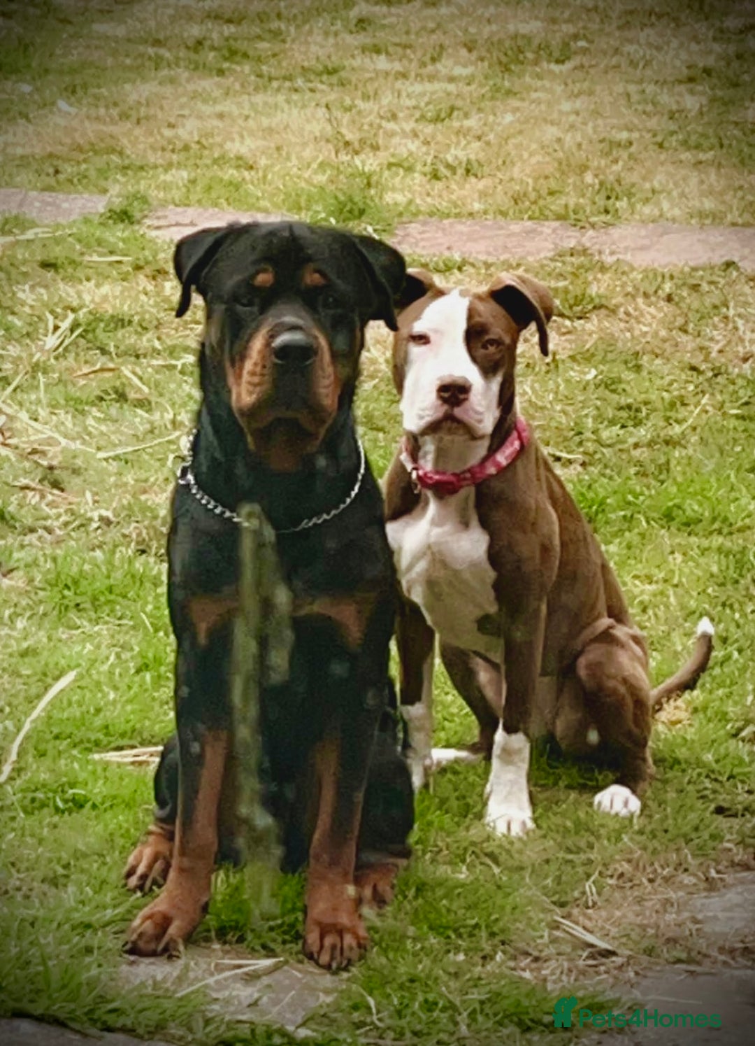 Rottweiler dogs for stud: Rottweiler for Stud in Camberley - Advert 5