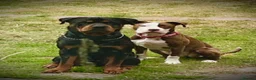 Rottweiler dogs for stud: Rottweiler for Stud in Camberley - Advert 5