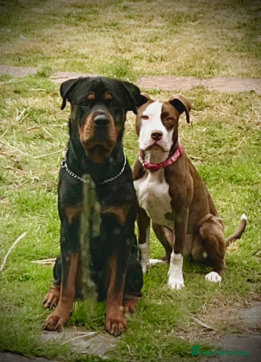 Rottweiler dogs for stud: Rottweiler for Stud in Camberley - Advert 5