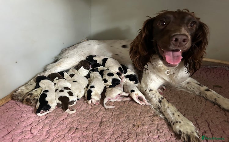 English Springer Spaniel dogs - Advert 1