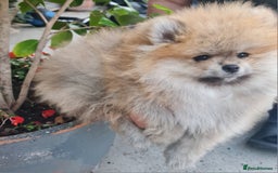 Pomeranian dogs for sale: Stunning Teddy purebreed Russian/Ukrainian poms in Basildon - Image 19