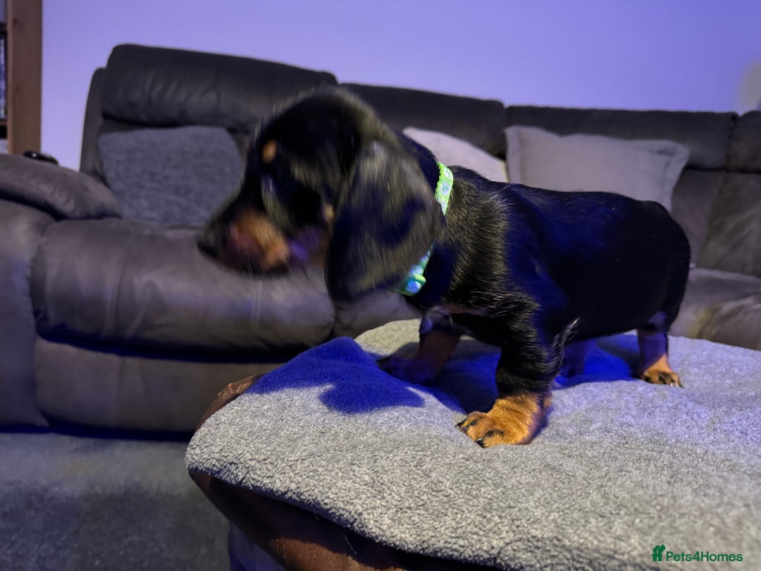 Dachshund dogs for sale: Gorgeous Standard wire haired & smooth Dachshunds - Advert 37