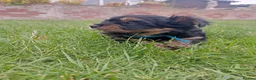 Yorkshire Terrier dogs for sale: Beautiful Yorkshire Terrier Puppies  in Spalding - Advert 9