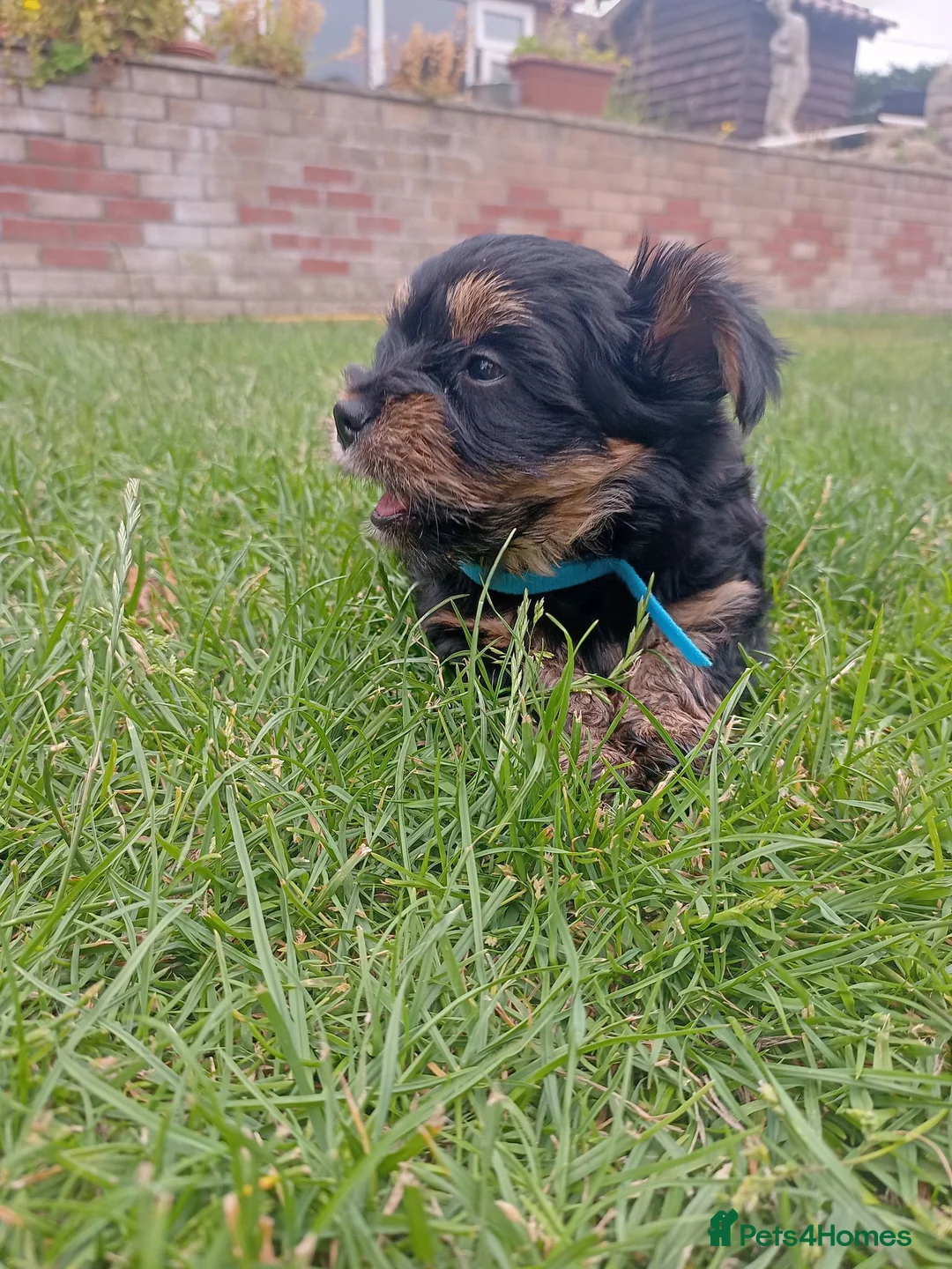 Yorkshire Terrier dogs for sale: Beautiful Yorkshire Terrier Puppies  in Spalding - Advert 9