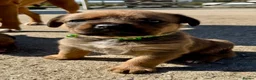 Mixed Breed dogs for sale: Boxweilers (Rottweiler x Boxer) - Advert 4