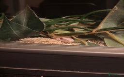 Corn Snake reptiles for sale: Ophelia the corn - Image 1