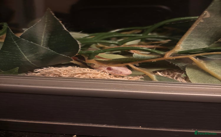 Corn Snake reptiles - Advert 1