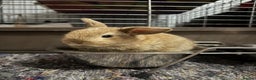 French Lop rabbits for sale: French Lop Bunnies - Advert 5