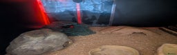 Leopard Gecko reptiles for sale: Friendly female leopard gecko  - Advert 7
