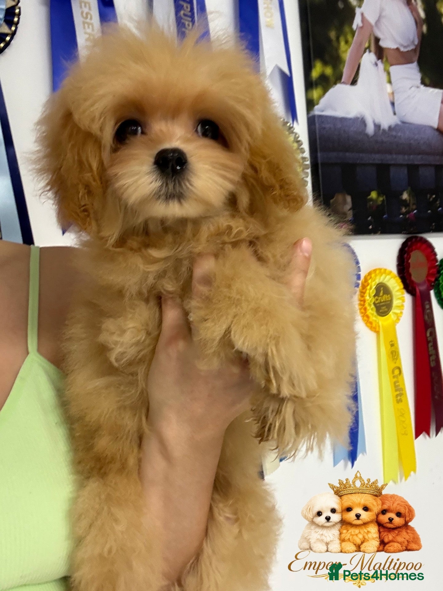 Maltipoo dogs Tiny teddy Maltipoo- from Asian teddy poodle dad - Advert 3