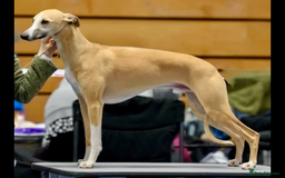 Whippet dogs for sale: Top quality pups due October - Image 6