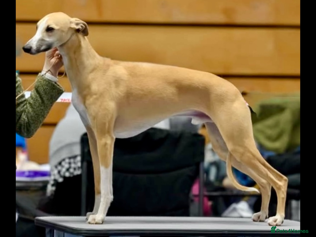 Whippet dogs for sale: Top quality pups due October - Image 6