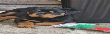Rottweiler Puppy 2
