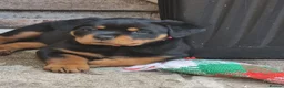 Rottweiler dogs for sale: Kc registered rottweiler pups - Advert 5