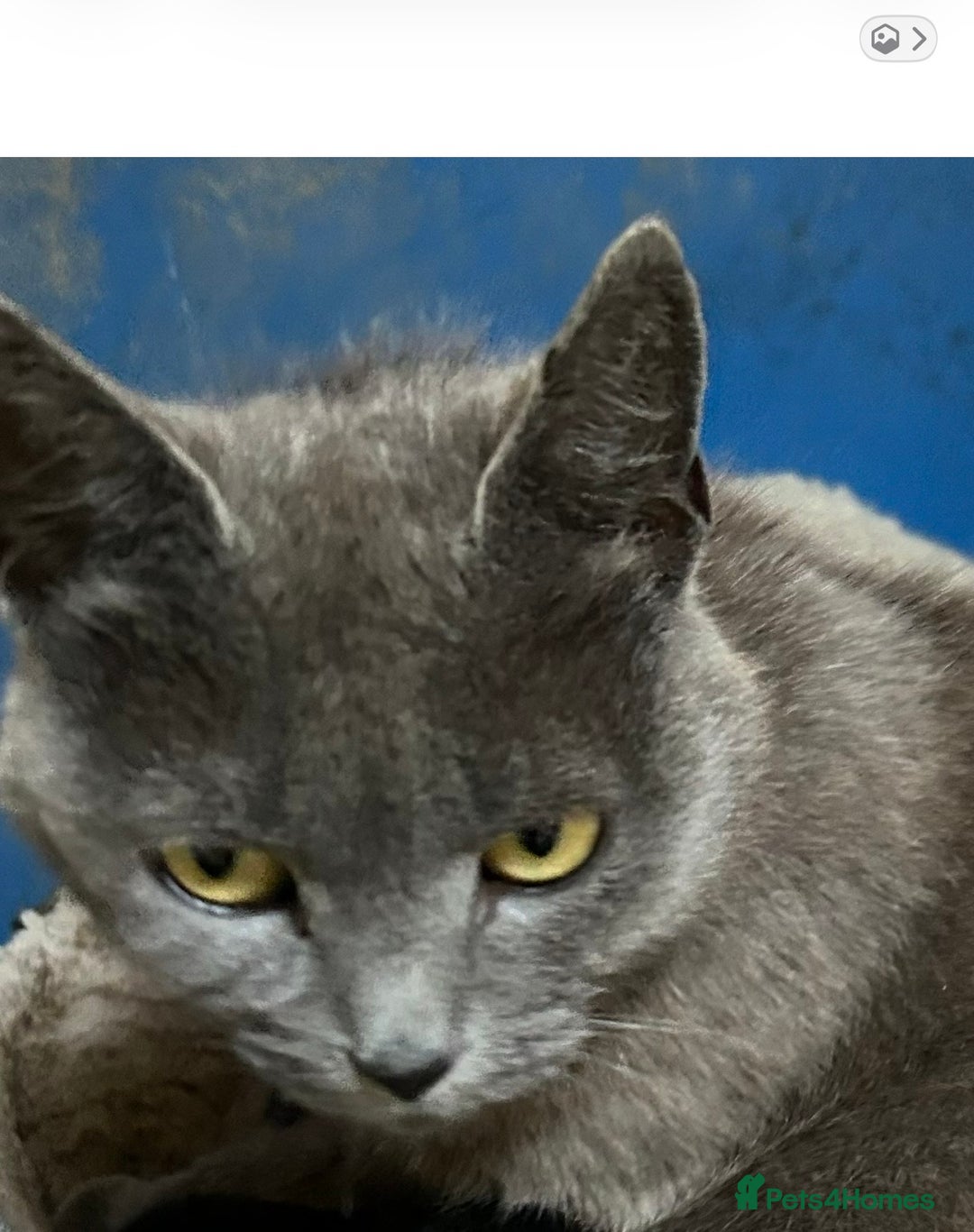 Ragdoll cats for sale: Rag doll X Kittens  - Advert 6