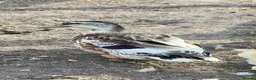 Ducks poultry for sale: Silver Appleyard Drake duck  - Advert 3
