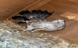 Pigeons birds for sale: Fantail pigeons  - Image 2