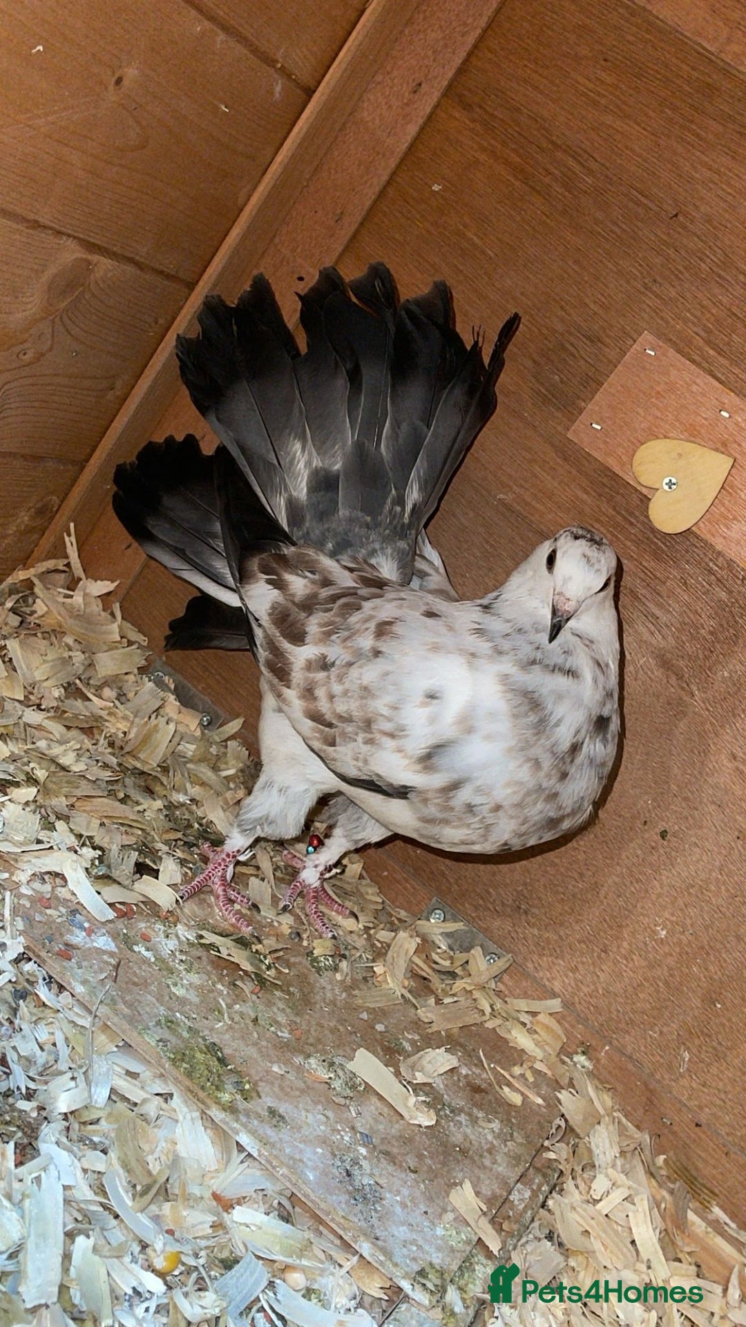 Pigeons birds for sale: Fantail pigeons  - Image 2