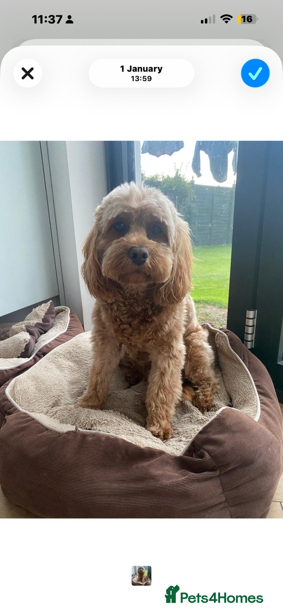 Cavapoo dogs Cavapoo Puppies for sale - Advert 1