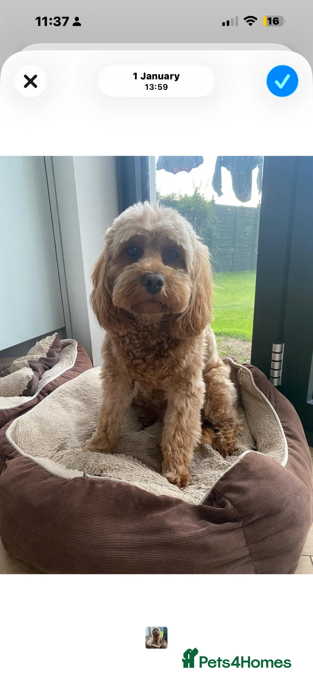 Cavapoo dogs for sale: Cavapoo Puppies for sale - Advert 1
