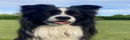 Border Collie dogs for stud:  Kc registered very successful show, agility dog - Advert 7