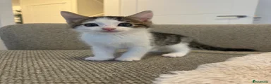 White & Tabby Boy 1