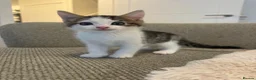 British Shorthair cats for sale: 🐾 Beautiful British Shorthair Kitten 🐾 in Leyland - Advert 5
