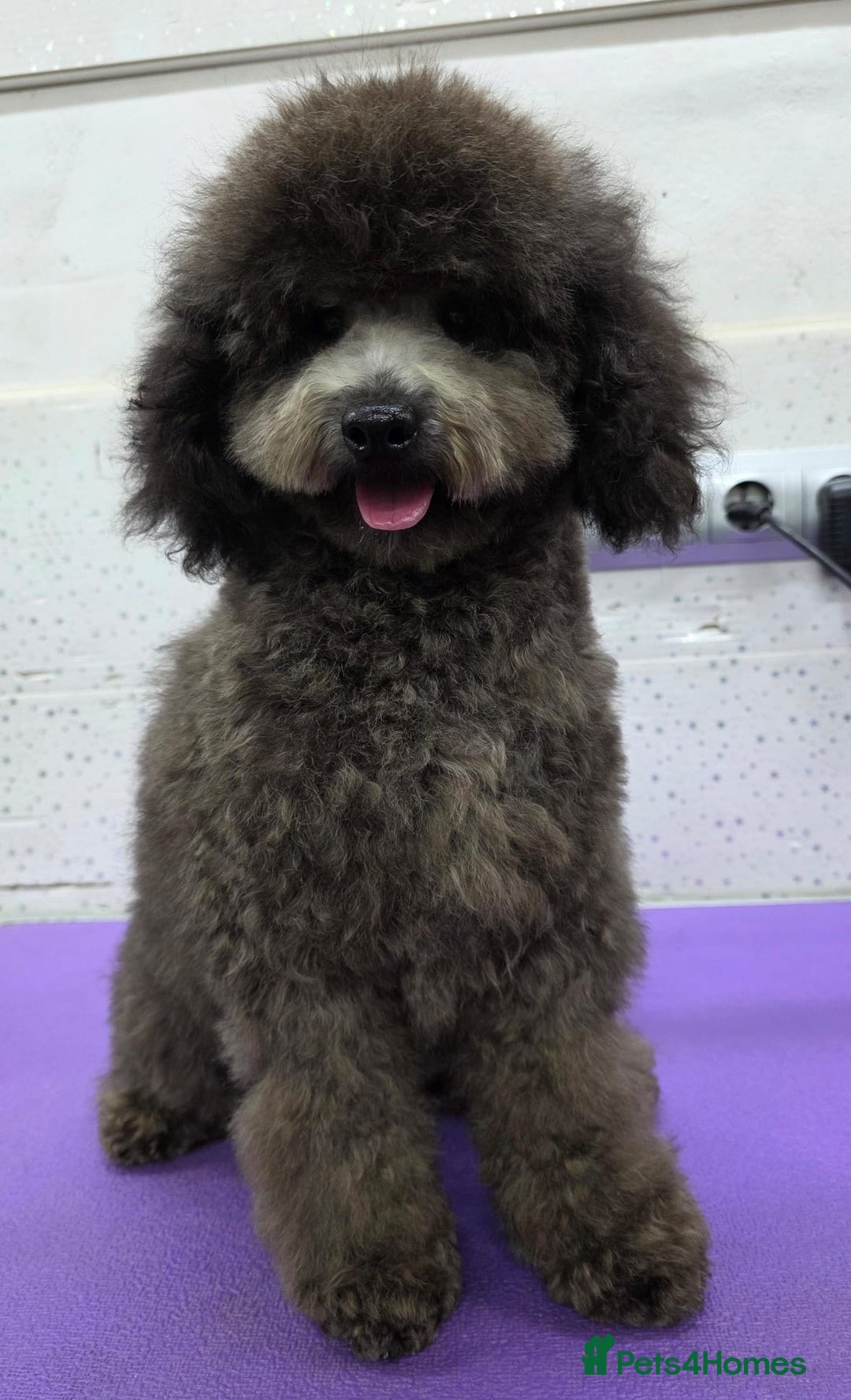 Miniature Poodle dogs for adoption: BEAR – Miniature Poodle (Male) - Advert 3